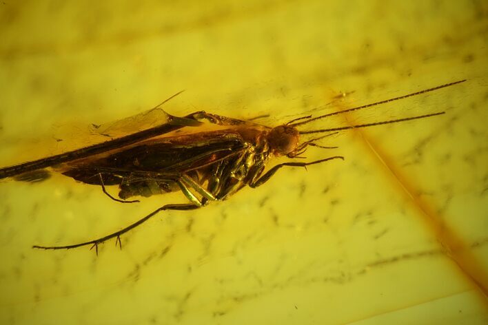 Detailed Fossil Caddisfly (Polycentropodidae) In Baltic Amber #142239